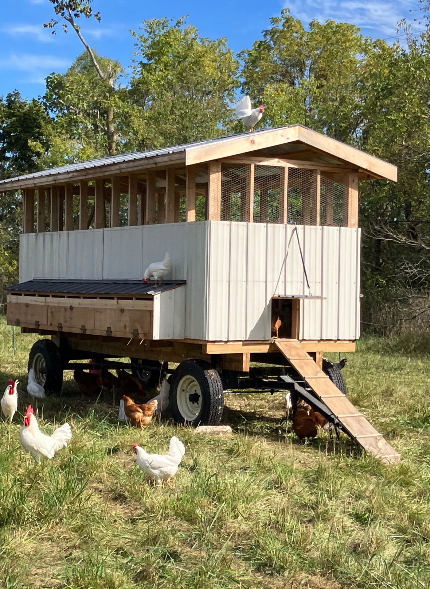 Chicken house and chickens on pasture at Osage Grove Farms