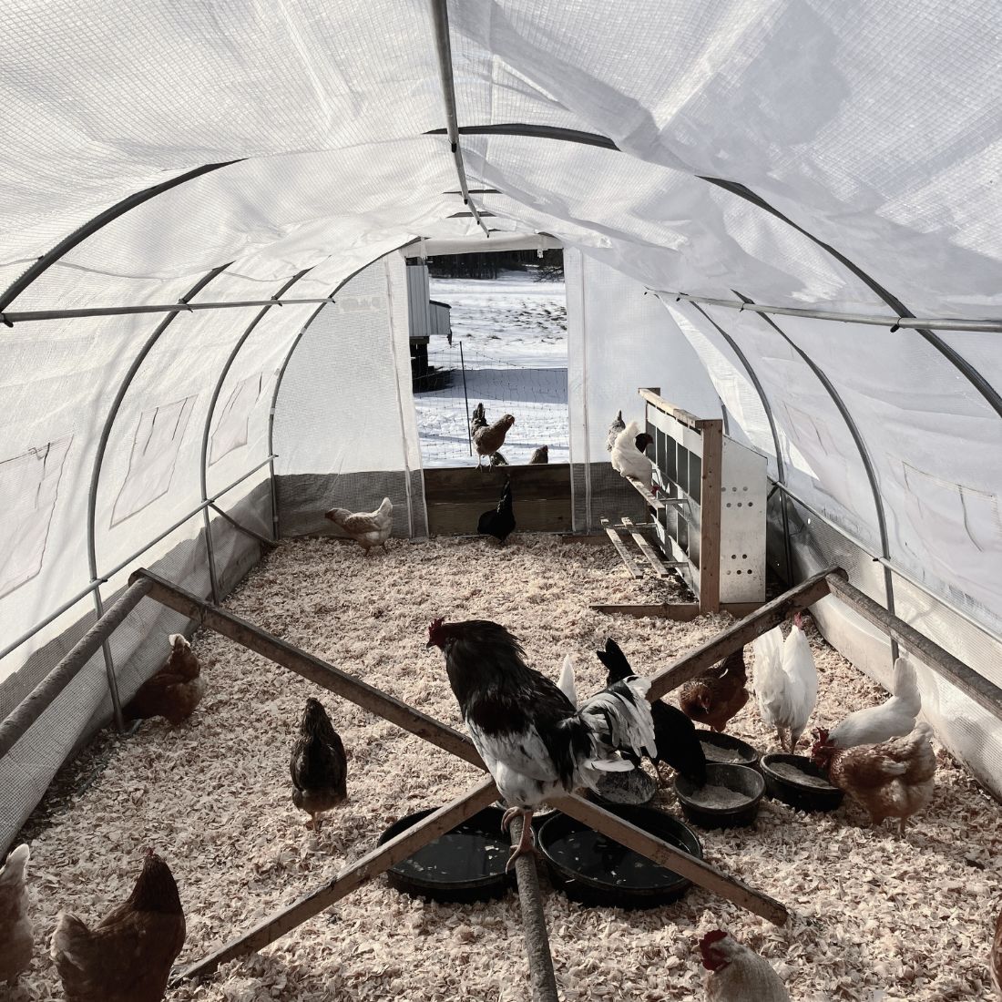 Chickens at Osage Grove Farms