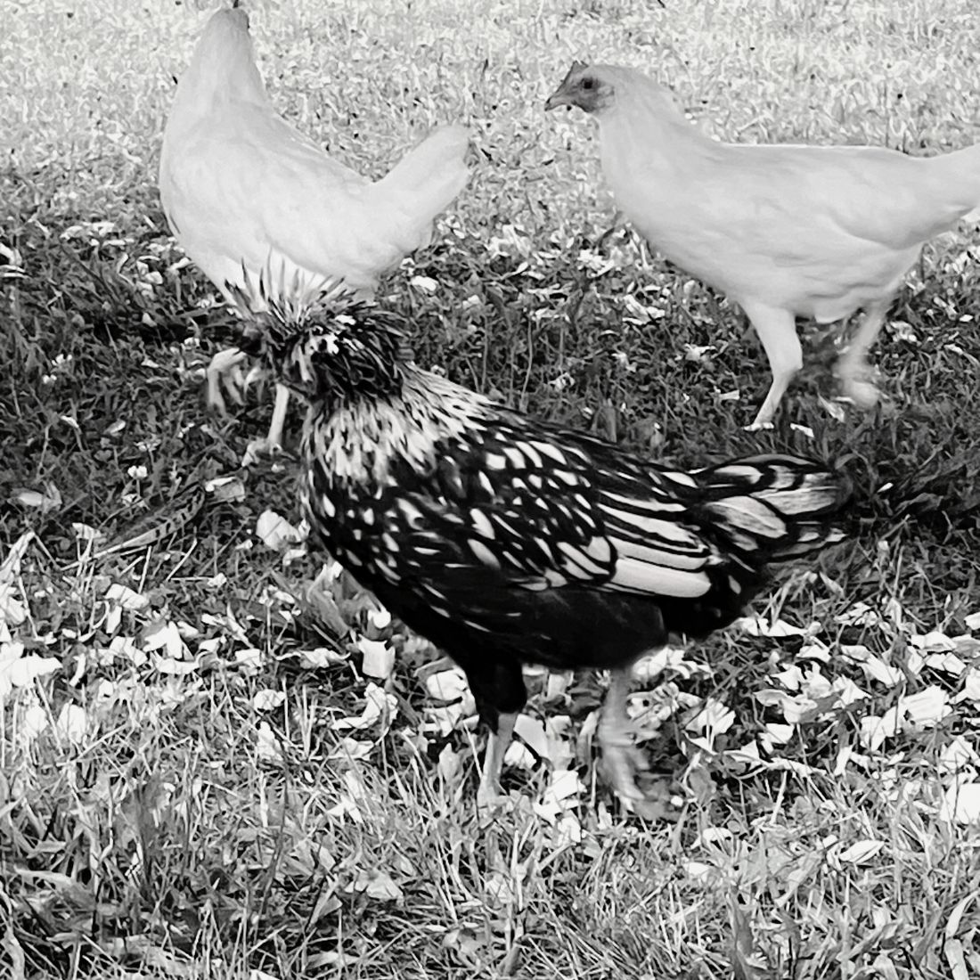 Chickens roaming free on pasture at Osage Grove Farms