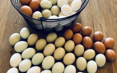 So, What Is Pasture-Raised Poultry?