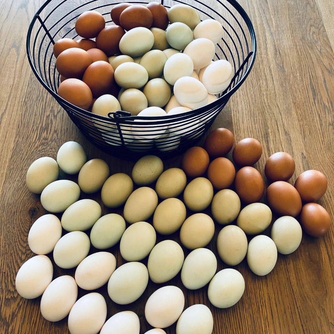 Farm fresh eggs from Osage Grove Farms