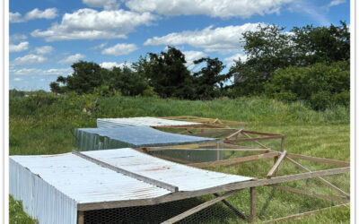 Building a Chicken Tractor From What Is At Hand